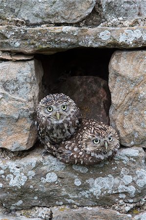 Little owls (Athene noctua) perched in stone barn, captive, United Kingdom, Europe Photographie de stock - Rights-Managed, Code: 841-08421408