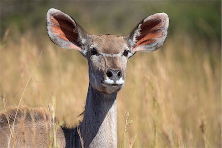 Greater kudu (Tragelaphus strepsiceros) female, Kruger National Park, South Africa, Africa Foto de stock - Con derechos protegidos, Código: 841-08421400