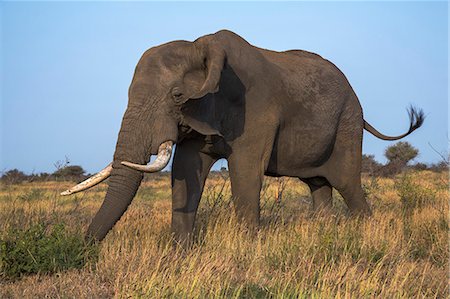simsearch:841-07082354,k - African elephant bull (Loxodonta africana), Kruger National Park, South Africa, Africa Foto de stock - Con derechos protegidos, Código: 841-08421401