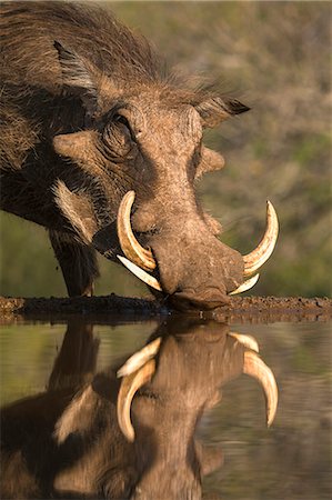 simsearch:841-09256885,k - Warthog (Phacochoerus aethiopicus), at water, Mkhuze game reserve, KwaZulu-Natal, South Africa, Africa Photographie de stock - Rights-Managed, Code: 841-08421402