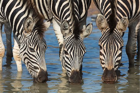 Burchell's zebra (plains zebra) (Equus burchelli) drinking, Mhkuze nature reserve, KwaZulu-Natal, South Africa, Africa Foto de stock - Con derechos protegidos, Código: 841-08421403