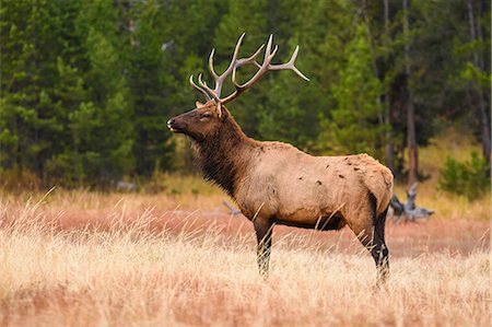 Elk (Cervus canadensis), Yellowstone National Park, UNESCO World Heritage Site, Wyoming, United States of America, North America Stock Photo - Rights-Managed, Code: 841-08421428