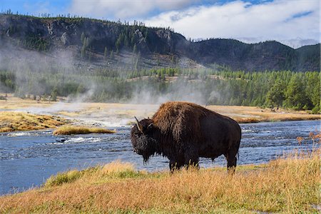 American Bison (Bison bison), Little Firehole River, Yellowstone National Park, UNESCO World Heritage Site, Wyoming, United States of America, North America Foto de stock - Con derechos protegidos, Código: 841-08421430