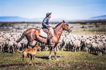 south america costumes male - Gauchos riding horses to round up sheep, El Chalten, Patagonia, Argentina, South America Stock Photo - Rights-Managed, Code: 841-08438515