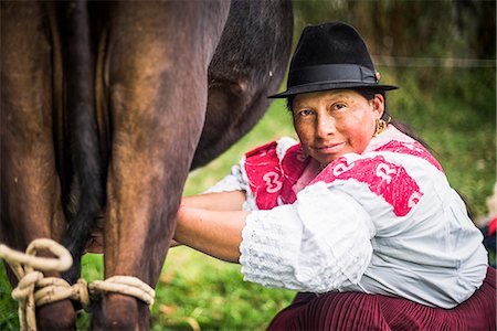 südamerika - Portrait of an indigenous Cayambe lady milking her cows at Zuleta Farm, Imbabura, Ecuador, South America Stockbilder - Lizenzpflichtiges, Bildnummer: 841-08438525