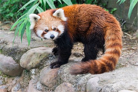 red pandas - Red Panda (Ailurus fulgens), Sichuan Province, China, Asia Stock Photo - Rights-Managed, Code: 841-08438566
