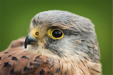 Male kestrel, bird of prey, United Kingdom, Europe Photographie de stock - Rights-Managed, Code: 841-08438607