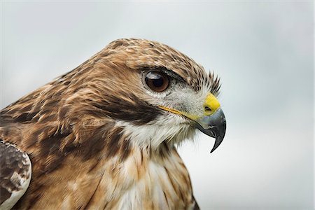 simsearch:841-05783928,k - Red tailed hawk, an American raptor, bird of prey, United Kingdom, Europe Photographie de stock - Rights-Managed, Code: 841-08438608