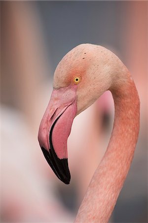 flamenco rosa - Pink flamingo, Camargue, France, Europe Foto de stock - Con derechos protegidos, Código: 841-08438602