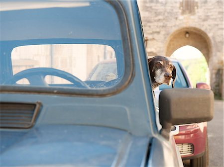 dog photography - A dog waits patiently for its owner in a classic French Renault 4, France, Europe Stock Photo - Rights-Managed, Code: 841-08438647