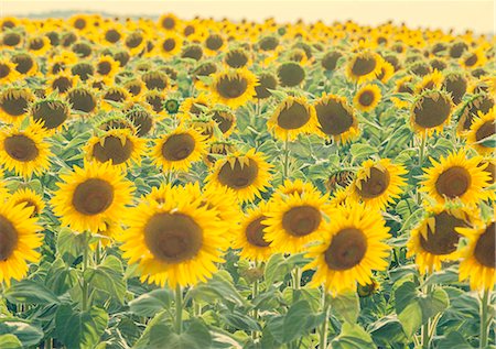 sunflower - Sunflowers in full bloom, France, Europe Foto de stock - Con derechos protegidos, Código: 841-08438666