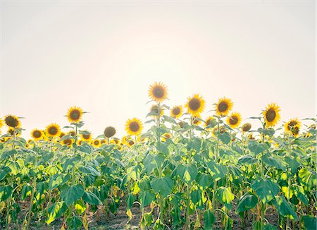 Sunflowers in full bloom, France, Europe Stockbilder - Lizenzpflichtiges, Bildnummer: 841-08438667