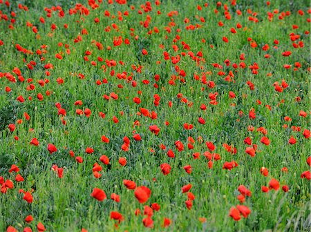 simsearch:6119-07453162,k - Wild poppies in a field, Suffolk, England, United Kingdom, Europe Stock Photo - Rights-Managed, Code: 841-08438698