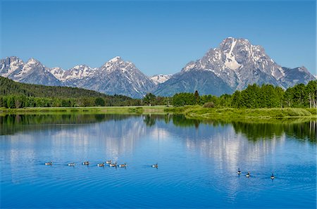 swimming animal - Small lake in Grand Teton National Park, Wyoming, United States of America, North America Stock Photo - Rights-Managed, Code: 841-08438741