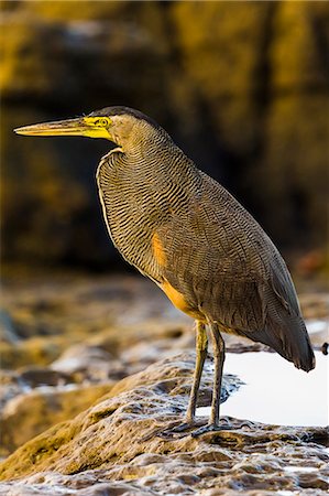 Bare-throated tiger-heron hunting on this south Nicoya Peninsula surf beach, Santa Teresa, Puntarenas, Costa Rica, Central America Stockbilder - Lizenzpflichtiges, Bildnummer: 841-08438861