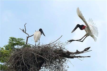 simsearch:841-08527714,k - Jabiru (Jabiru mycteria) in flight over its nest, Pantanal, Mato Grosso, Brazil, South America Foto de stock - Con derechos protegidos, Código: 841-08527711