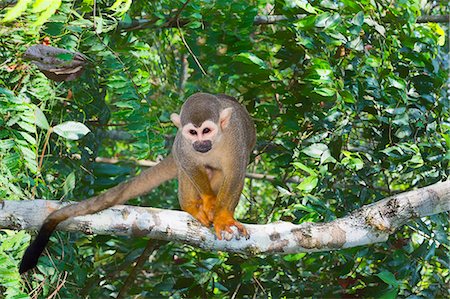 squirrel monkey - Squirrel monkey (Saimiri sciureus), Amazon state, Brazil, South America Photographie de stock - Rights-Managed, Code: 841-08527712