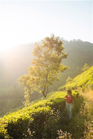 Tea Plantations near Munnar, Kerala, India, South Asia Photographie de stock - Rights-Managed, Code: 841-08527800
