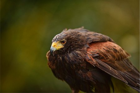 Harris hawk, United Kingdom, Europe Stock Photo - Rights-Managed, Code: 841-08542499