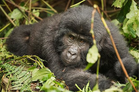 Mountain gorilla, Bwindi Impenetrable National Park, Uganda, Africa Foto de stock - Con derechos protegidos, Código: 841-08542504