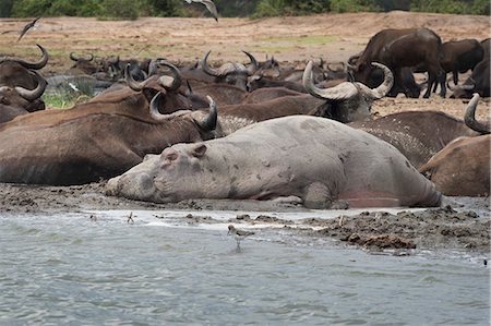 simsearch:841-09155187,k - Hippopotamus and buffalo, Queen Elizabeth National Park, Uganda, Africa Photographie de stock - Rights-Managed, Code: 841-08542502