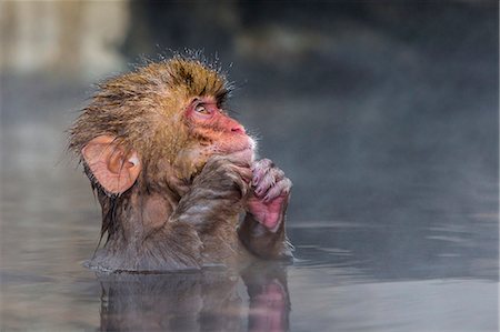 simsearch:841-09135141,k - Japanese macaque (Snow monkey) (Macata fuscata), relaxing in a hot spring, Jigokudani Yaen-Koen, Nagano Prefecture, Japan, Asia Photographie de stock - Rights-Managed, Code: 841-08542539