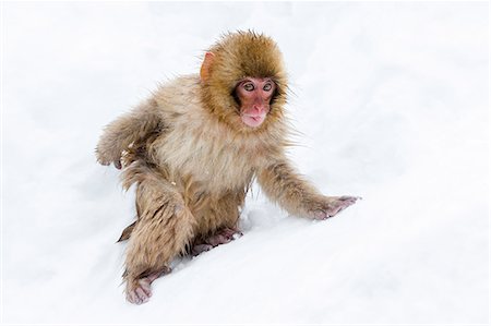 Japanese macaque (Snow monkey) (Macata fuscata), in the snow, Jigokudani Yaen-Koen, Nagano Prefecture, Japan, Asia Stock Photo - Rights-Managed, Code: 841-08542530