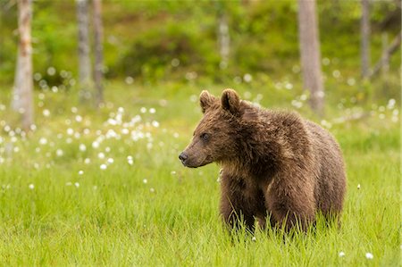 simsearch:841-09086345,k - Brown bear (Ursus arctos), Finland, Scandinavia, Europe Photographie de stock - Rights-Managed, Code: 841-08542531