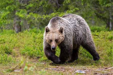 simsearch:841-08821601,k - Brown bear (Ursus arctos), Finland, Scandinavia, Europe Stockbilder - Lizenzpflichtiges, Bildnummer: 841-08542533