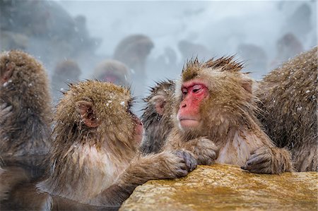 Japanese macaques (Snow monkeys) (Macata fuscata), relaxing in a hot spring, Jigokudani Yaen-Koen, Nagano Prefecture, Japan, Asia Photographie de stock - Rights-Managed, Code: 841-08542541