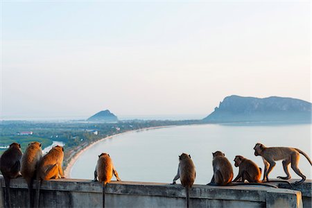 southeast asia animals - Macaque monkey (Macaca), Khao Chong Krajok, Prachuap Kiri Khan, Thailand, Southeast Asia, Asia Stock Photo - Rights-Managed, Code: 841-08542717