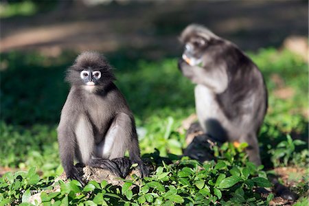 simsearch:841-09135147,k - Dusky langur monkey (Trachypithecus obscurus), Prachuap Kiri Khan, Thailand, Southeast Asia, Asia Stock Photo - Rights-Managed, Code: 841-08542719