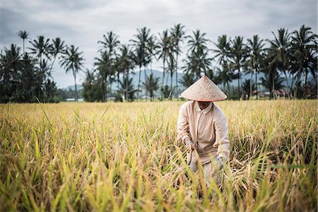 Farmers working in a rice paddy field, Bukittinggi, West Sumatra, Indonesia, Southeast Asia, Asia Stockbilder - Lizenzpflichtiges, Bildnummer: 841-08568813