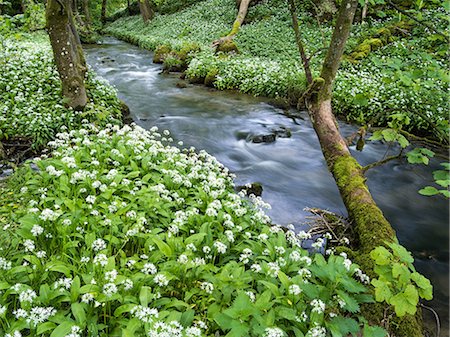 Wild garlic, on the way to Janet's Foss, Malham, Yorkshire Dales National Park, Yorkshire, England, United Kingdom, Europe Photographie de stock - Rights-Managed, Code: 841-08568879