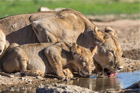 simsearch:841-09059986,k - Lioness with cub (Panthera leo) drinking, Kgalagadi Transfrontier Park, Northern Cape, South Africa, Africa Foto de stock - Con derechos protegidos, Código: 841-08568974