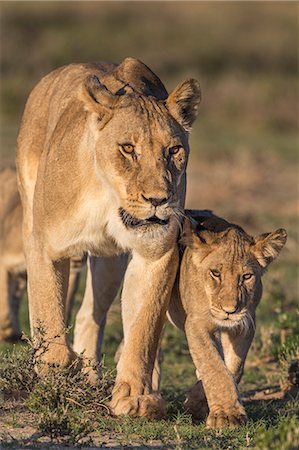 simsearch:841-07355021,k - Lioness with cub (Panthera leo), Kgalagadi Transfrontier Park, Northern Cape, South Africa, Africa Foto de stock - Con derechos protegidos, Código: 841-08568972