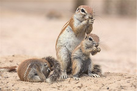 simsearch:841-09060006,k - Ground squirrels (Xerus inauris), Kgalagadi Transfrontier Park, Northern Cape, South Africa, Africa Stock Photo - Rights-Managed, Code: 841-08568984