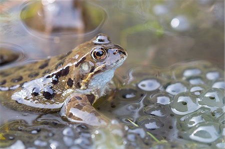 simsearch:841-07080495,k - Common frog (Rana temporaria) in spawning pond, Northumberland, England, United Kingdom, Europe Photographie de stock - Rights-Managed, Code: 841-08568994