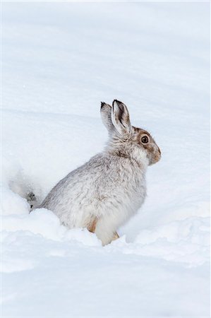 simsearch:841-08568994,k - Mountain hare (Lepus timidus) in winter snow, Scottish Highlands, Scotland, United Kingdom, Europe Photographie de stock - Rights-Managed, Code: 841-08568990