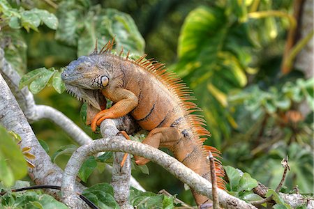 Green Iguana (Iguana iguana), Green Iguana Project, San Ignacio, Belize, Central America Foto de stock - Con derechos protegidos, Código: 841-08569005