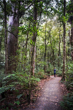 Tourist exploring Waipoua Kauri Forest, Northland Region, North Island, New Zealand, Pacific Foto de stock - Con derechos protegidos, Código: 841-08645287