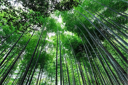 simsearch:633-03194645,k - Arashiyama Bamboo grove in summer, Arashiyama, Western Kyoto, Japan, Asia Photographie de stock - Rights-Managed, Code: 841-08645299
