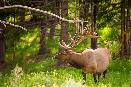 simsearch:841-09155240,k - Elk in Yellowstone National Park, Wyoming, United States of America, North America Foto de stock - Con derechos protegidos, Código: 841-08645323