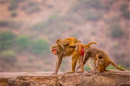 simsearch:841-08645332,k - Wild monkeys, Jaipur, Rajasthan, India, Asia Foto de stock - Direito Controlado, Número: 841-08645330