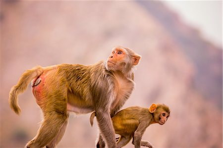 simsearch:841-08645332,k - Wild monkeys, Jaipur, Rajasthan, India, Asia Foto de stock - Direito Controlado, Número: 841-08645331