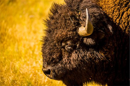 Portrait of an American buffalo, Buffalo Round Up, Custer State Park, Black Hills, South Dakota, United States of America, North America Foto de stock - Direito Controlado, Número: 841-08645375