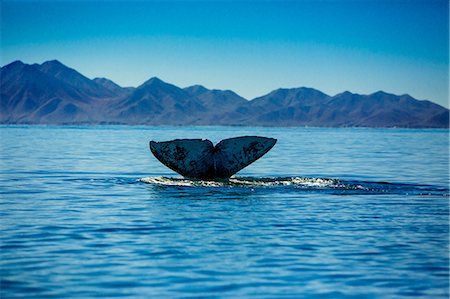 emergence - Grey whales, Whale Watching, Magdalena Bay, Mexico, North America Stock Photo - Rights-Managed, Code: 841-08645381