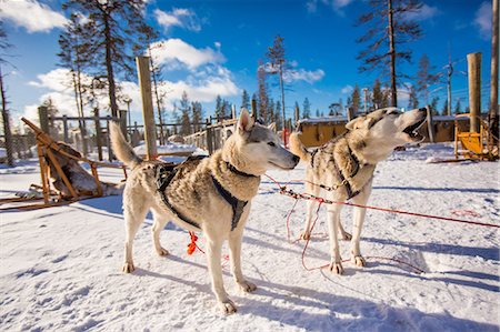 Husky Dogsledding Safari, Kakslauttanen Igloo Village, Saariselka, Finland, Scandinavia, Europe Foto de stock - Con derechos protegidos, Código: 841-08645395