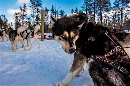 dog looking over shoulder - Husky Dogsledding Safari, Kakslauttanen Igloo Village, Saariselka, Finland, Scandinavia, Europe Stock Photo - Rights-Managed, Code: 841-08645396