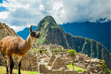 ruined city - Resident llama, Machu Picchu ruins, UNESCO World Heritage Site, Peru, South America Stock Photo - Rights-Managed, Code: 841-08645408